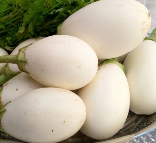 Eggplant Aubergine Bambina 